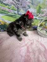 Trendy’s Tiny  Pink Girl Blue eye, a female Schnoodle for sale in Eatonton, GA – 7 of 9