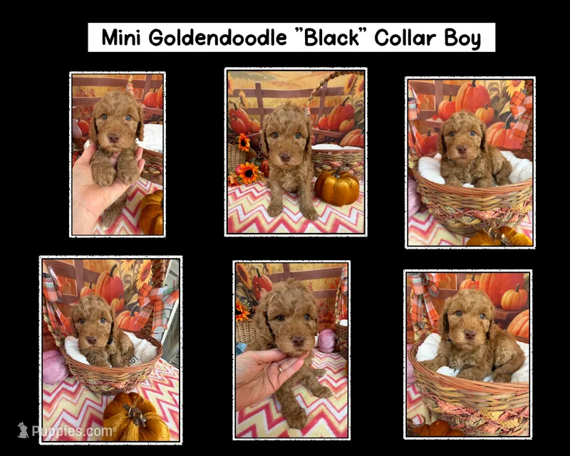 Shirley’s Black Boy – Miniature Goldendoodle puppy for sale in Eatonton, GA