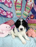 Bernie’s Bl/Wh/Tan Parti Boy, a male Miniature Bernedoodle for sale in Eatonton, GA – 7 of 9