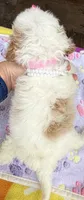 Hailey’s Pink Girl, a female Cavapoo for sale in Eatonton, GA – 3 of 8