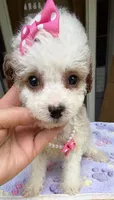 Hailey’s Pink Girl, a female Cavapoo for sale in Eatonton, GA – 2 of 8