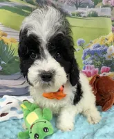 Hailey’s Orange Boy, a male Cavapoo for sale in Eatonton, GA – 2 of 9