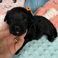Jellybean’s Black Boy, a male Maltipoo for sale in Eatonton, GA – 6 of 9
