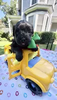 Jellybean’s Black/Sable Boy, a male Maltipoo for sale in Eatonton, GA – 5 of 10