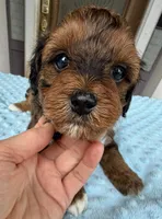 Trixie’s Red/Tan Boy, a male Yorkipoo for sale in Eatonton, GA – Photo 1 of 10