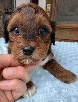 Trixie’s Red/Tan Boy, a male Yorkipoo for sale in Eatonton, GA – Photo 5 of 10