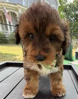 Trixie’s Red/Tan Boy, a male Yorkipoo for sale in Eatonton, GA – 6 of 8
