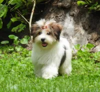 Trixie’s Red/Tan Boy, a male Yorkipoo for sale in Eatonton, GA – Photo 9 of 10