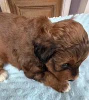 Trixie’s Red/Tan Boy, a male Yorkipoo for sale in Eatonton, GA – Photo 7 of 10