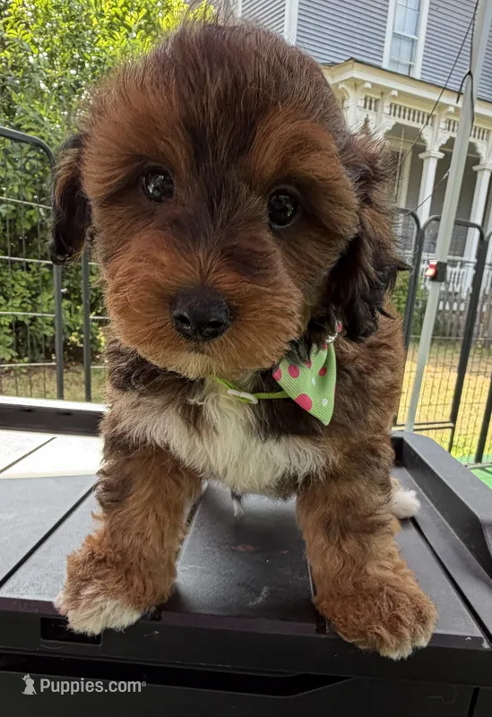 Trixie’s Red/Tan Boy – Yorkipoo puppy for sale in Eatonton, GA