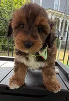 Trixie’s Red/Tan Boy, a male Yorkipoo for sale in Eatonton, GA – 3 of 8