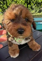Trixie’s Red/Tan Boy, a male Yorkipoo for sale in Eatonton, GA – 4 of 8