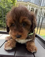 Trixie’s Red/Tan Boy, a male Yorkipoo for sale in Eatonton, GA – 5 of 8