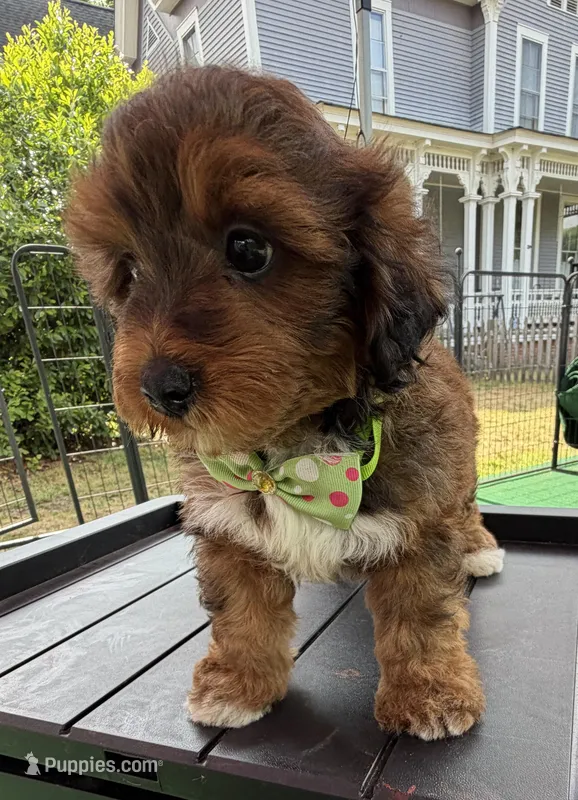 Trixie’s Red/Tan Boy – Yorkipoo puppy for sale in Eatonton, GA