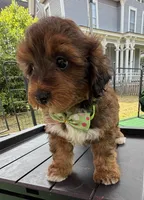 Trixie’s Red/Tan Boy, a male Yorkipoo for sale in Eatonton, GA – 1 of 8