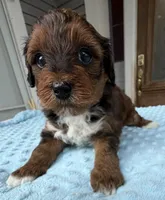 Trixie’s Red/Tan Boy, a male Yorkipoo for sale in Eatonton, GA – Photo 2 of 10