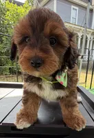 Trixie’s Red/Tan Boy, a male Yorkipoo for sale in Eatonton, GA – 2 of 8