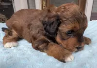 Trixie’s Red/Tan Boy, a male Yorkipoo for sale in Eatonton, GA – Photo 4 of 10