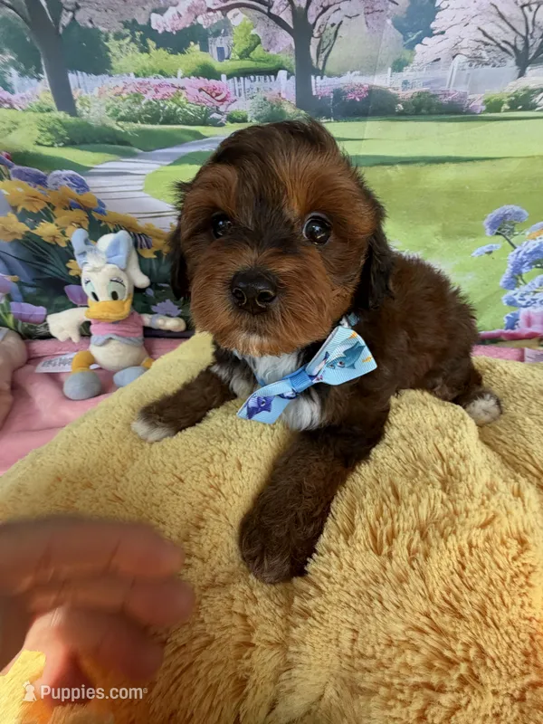 Trixie’s Red/Tan Boy – Yorkipoo puppy for sale in Eatonton, GA