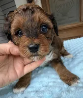 Trixie’s Red/Tan Boy, a male Yorkipoo for sale in Eatonton, GA – Photo 6 of 10