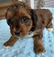 Trixie’s Red/Tan Boy, a male Yorkipoo for sale in Eatonton, GA – Photo 8 of 10