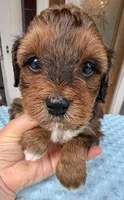 Trixie’s Red/Tan Boy, a male Yorkipoo for sale in Eatonton, GA – Photo 3 of 10