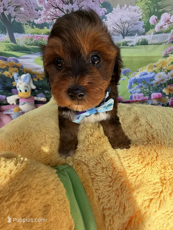 Trixie’s Red/Tan Boy – Yorkipoo puppy for sale in Eatonton, GA