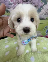 Jellybean’s Apricot/White Boy (blue in eye), a male Maltipoo for sale in Eatonton, GA – 9 of 10