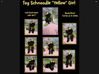 Trendy’s Yellow Girl, a female Schnoodle for sale in Eatonton, GA – 9 of 10