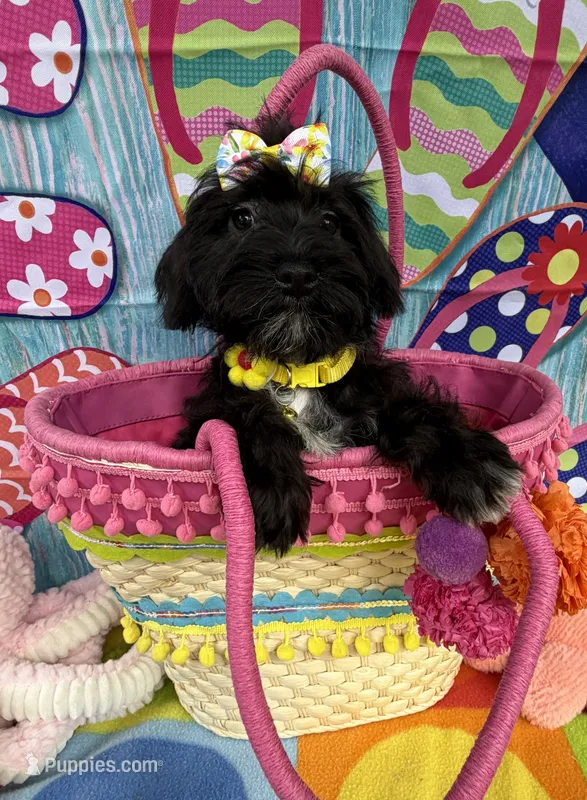 Reduced!   Trendy’s Yellow Girl – Schnoodle puppy for sale in Eatonton, GA