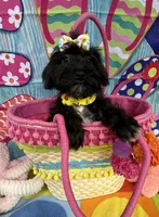 Reduced!   Trendy’s Yellow Girl, a female Schnoodle for sale in Eatonton, GA – 1 of 6