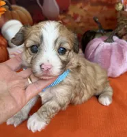 Peaches Blue Boy with Blue Eyes, a male Maltipoo for sale in Eatonton, GA – 5 of 9