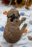Shirley’s Black Boy, a male Miniature Goldendoodle for sale in Eatonton, GA – 5 of 6