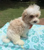 Pipi’s Orange Boy, a male Maltipoo for sale in Eatonton, GA – 2 of 6