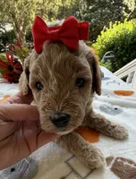 Shirley’s Red Girl, a female Miniature Goldendoodle for sale in Eatonton, GA – 5 of 7