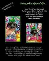 Trendy’s Green Girl Blue Eye, a female Schnoodle for sale in Eatonton, GA – 7 of 7