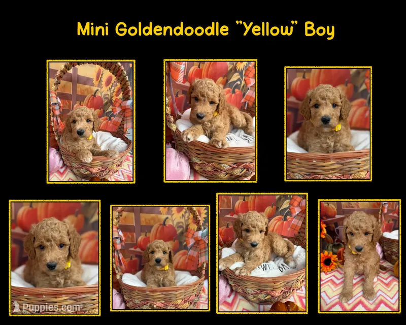 Shirley’s Yellow Boy – Miniature Goldendoodle puppy for sale in Eatonton, GA