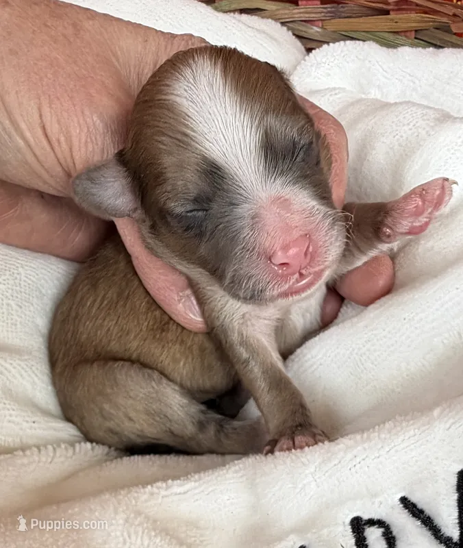 Peaches Blue Boy – Maltipoo puppy for sale in Eatonton, GA