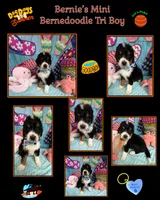 Bernie’s Tri Boy, a male Miniature Bernedoodle for sale in Eatonton, GA – 10 of 10