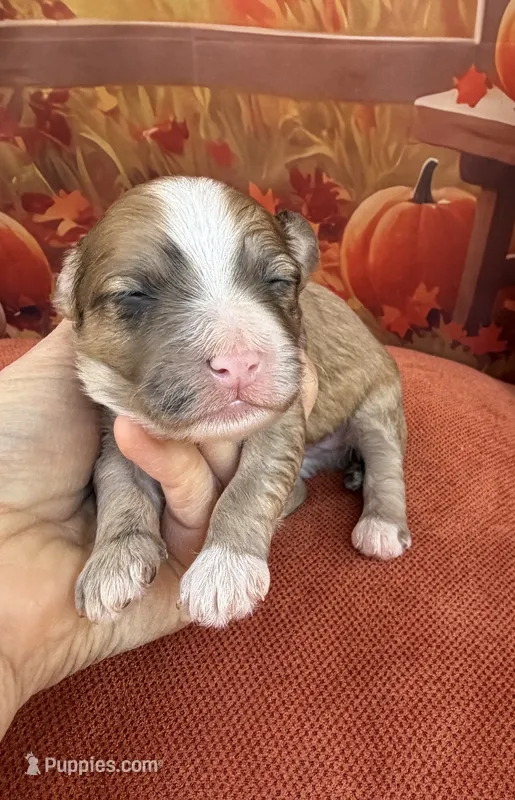 Peaches Blue Boy – Maltipoo puppy for sale in Eatonton, GA