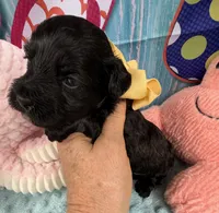 Jellybean’s Black/Sable Boy, a male Maltipoo for sale in Eatonton, GA – 7 of 9