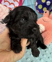 Jellybean’s Black Boy, a male Maltipoo for sale in Eatonton, GA – 4 of 9