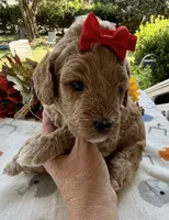 Shirley’s Red Girl, a female Miniature Goldendoodle for sale in Eatonton, GA – 3 of 7