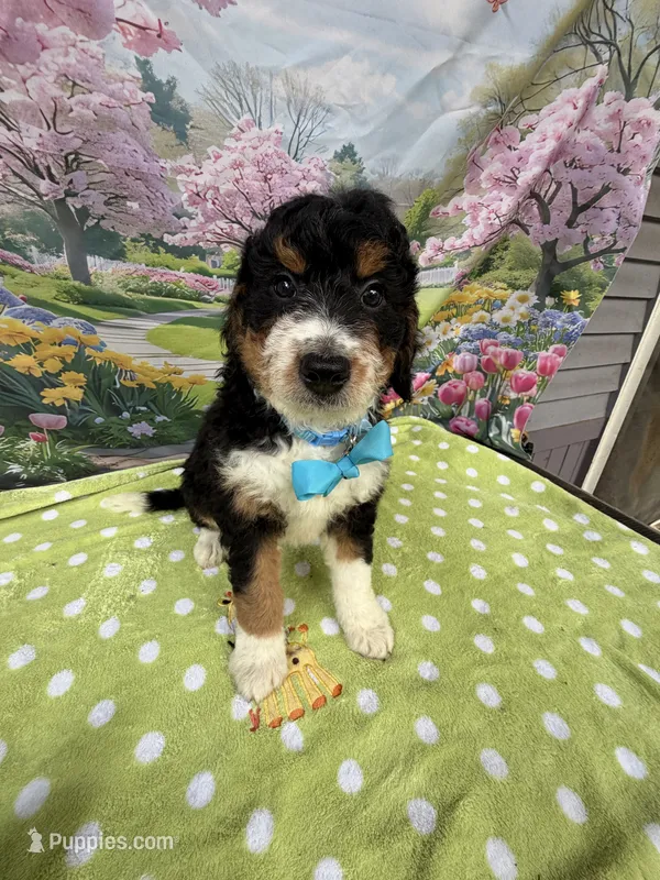Bernie’s Tri Boy – Miniature Bernedoodle puppy for sale in Eatonton, GA
