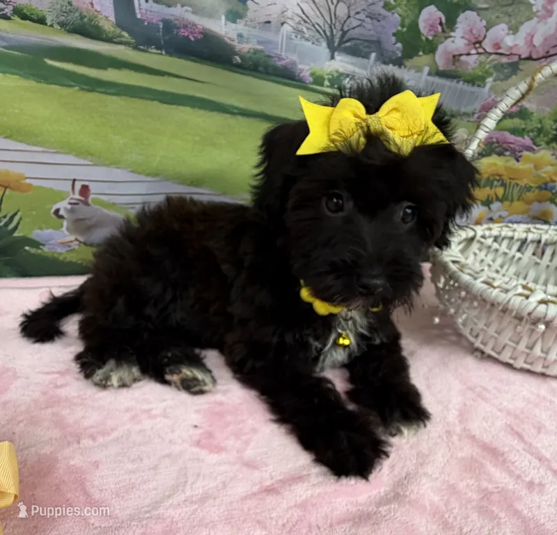 Trendy’s Yellow Girl – Schnoodle puppy for sale in Eatonton, GA