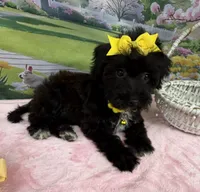Trendy’s Yellow Girl, a female Schnoodle for sale in Eatonton, GA – 3 of 10
