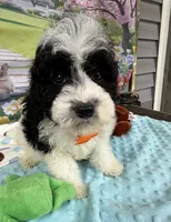 Hailey’s Orange Boy, a male Cavapoo for sale in Eatonton, GA – 9 of 9