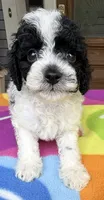 Hailey’s Green Boy, a male Cavapoo for sale in Eatonton, GA – 8 of 10