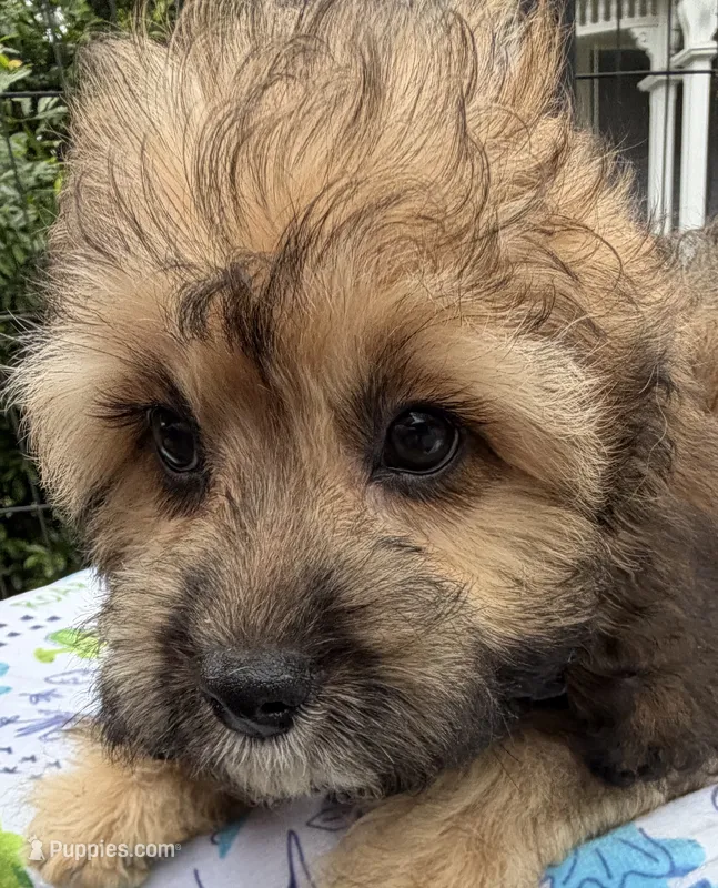 Peaches’ Green Boy – Cavapoo puppy for sale in Eatonton, GA