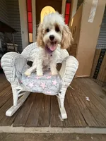 Katy’s Cavapoo Girl, a female Cavapoo for sale in Eatonton, GA – 4 of 6